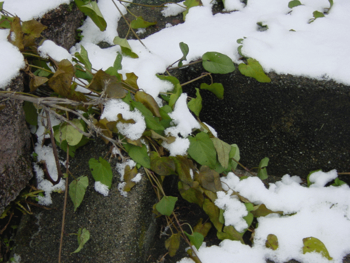 Ivy Snow 2006.gif
